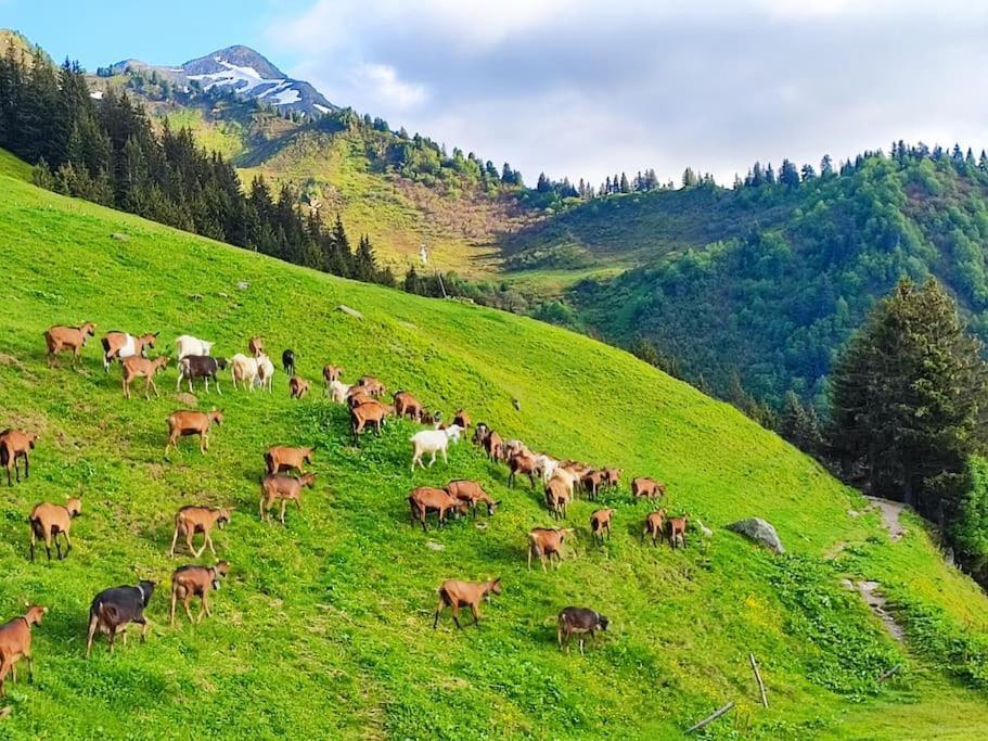 Bonvillard Le Banc Des Seilles 빌라 외부 사진